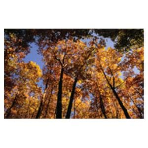 CeilingScenes Light Lens Canopy 1-Tile Square 24 in x 24 in Ea