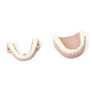 Airway Management Trainer Teeth Teeth Ea