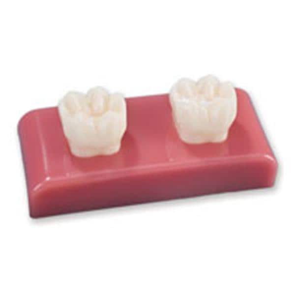 Patient Education Model Sealant Demonstrator 2.25 in x 5.5 in Ea