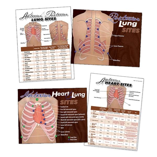 Heart & Lungs Visual Aid Set Ea