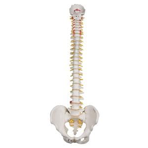 3B Scientific Flexible Spine Bone Model Ea