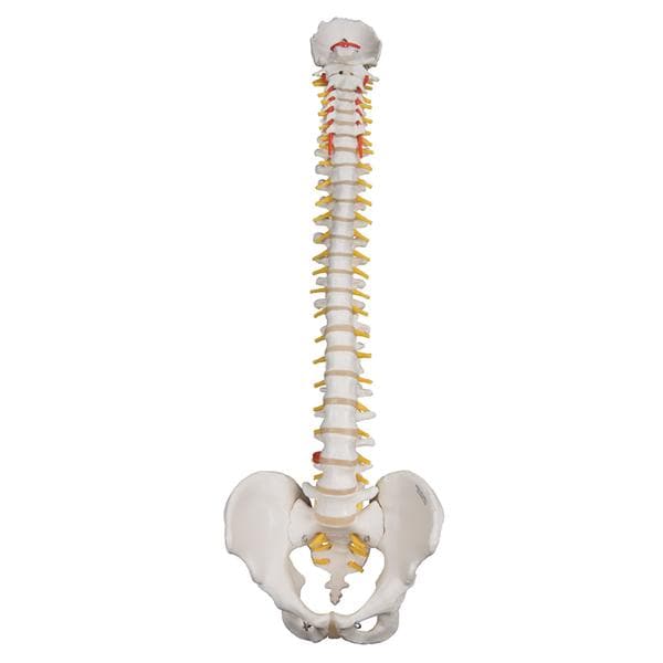 3B Scientific Flexible Spine Bone Model Ea