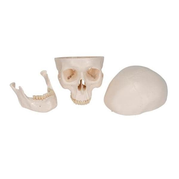 3B Scientific Human Skull Training Model Ea