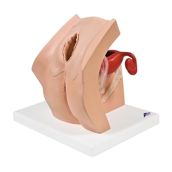3B Scientific Gynecological Gynecological Training Model Ea