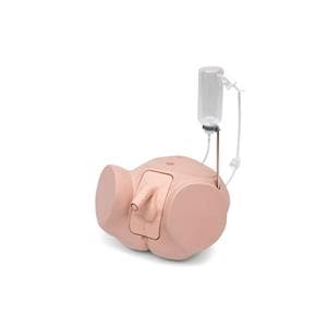 3B Scientific Catheterization Male Simulator Ea