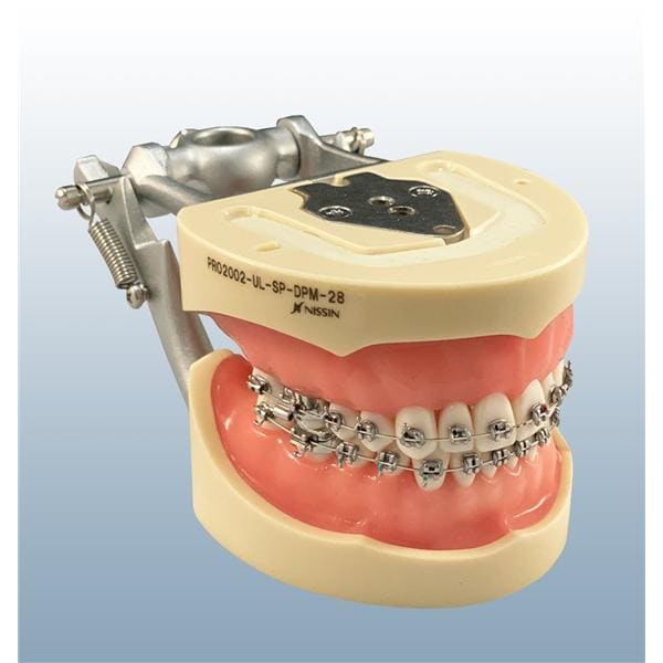 Teeth/Soft Tissue Model Unisex Typodont Ea