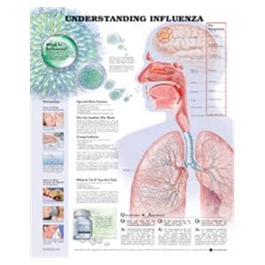 Understanding Influenza 20x26" Educational Chart Ea