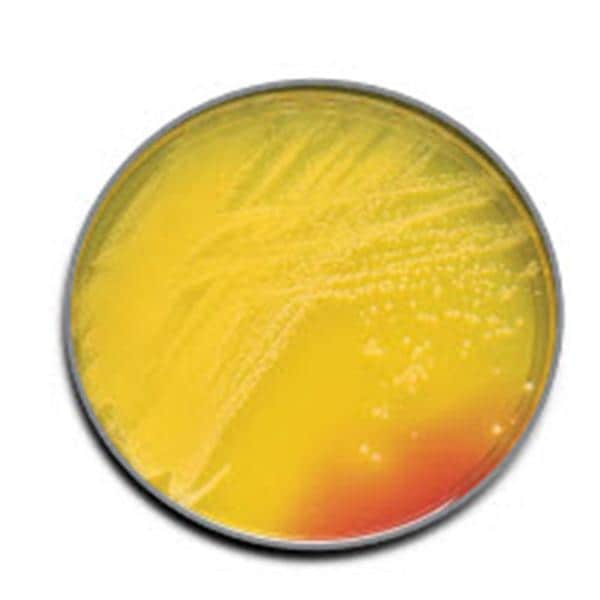 BBL Prepared Media Mannitol Salt Agar Plate 100/Pk