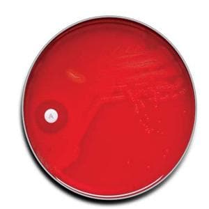 BBL Prepared Media Group A Selective Strep Agar Plate 100/Ca