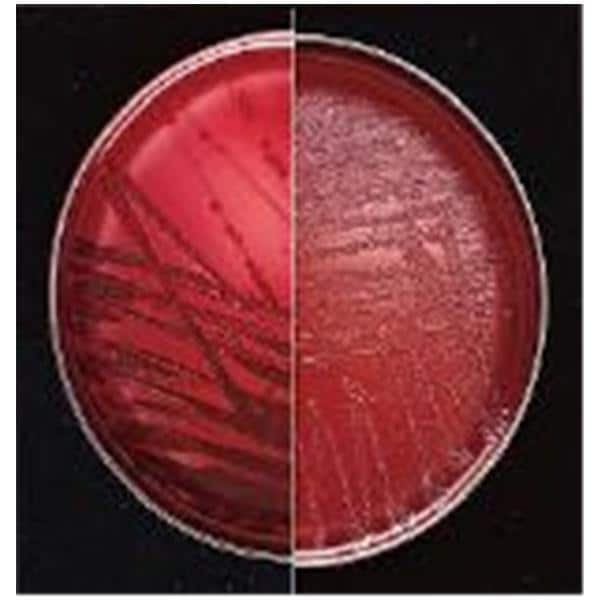 BBL Prepared Media Brucella Agar Plate Bx